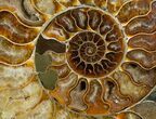 Stunning Inch Polished Ammonite - Half #5211-3